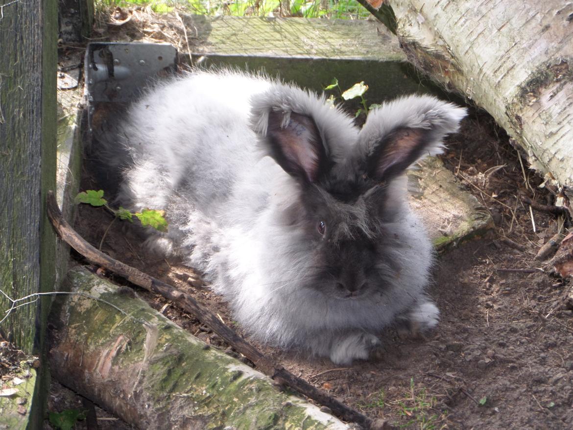 Kanin Naomi <3 (Angora) - 5 sep 2014 billede 16