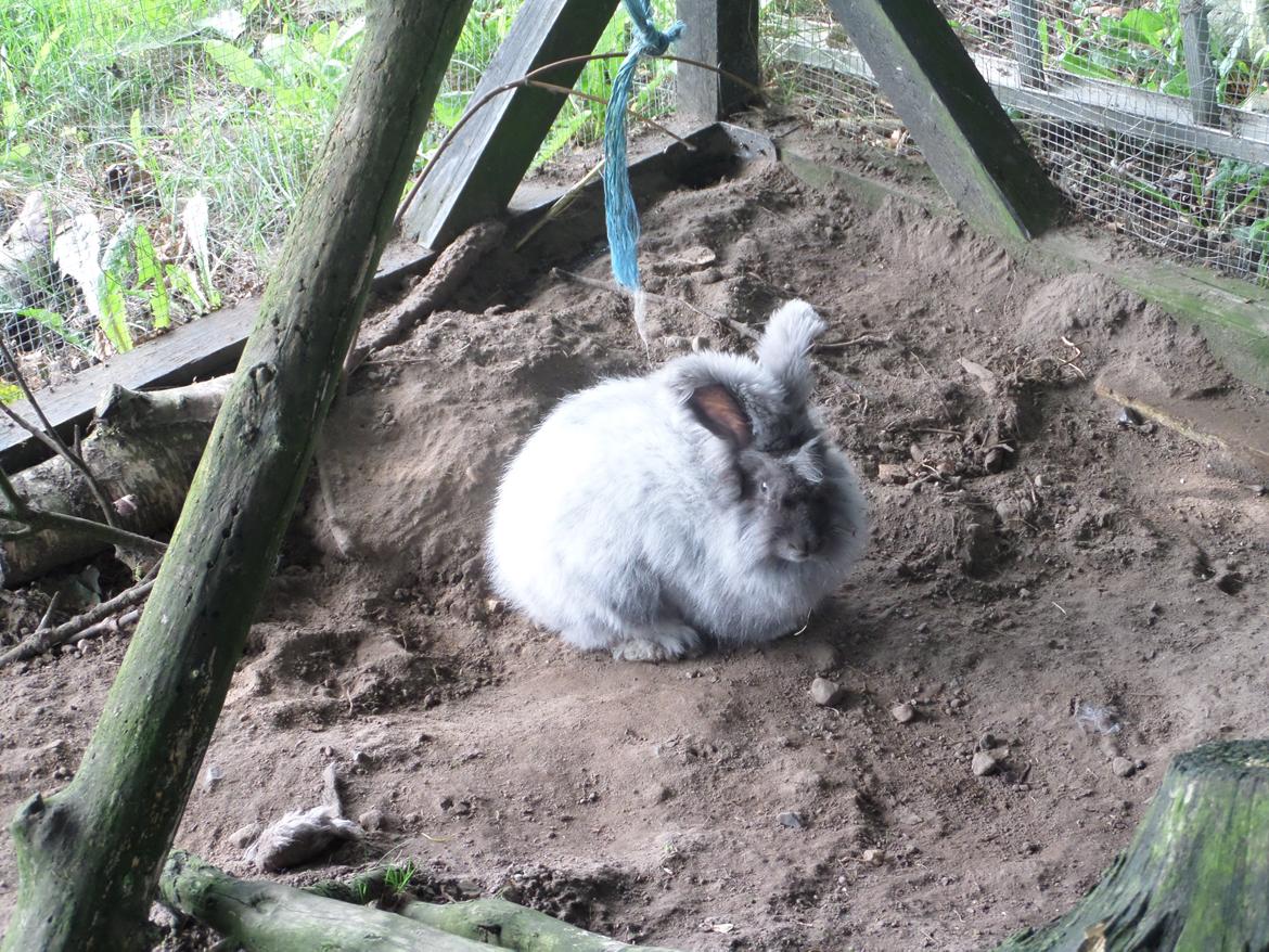 Kanin Naomi <3 (Angora) - Naomi i sit flotte jordarbejde, hehe.. 5 sep 2014 billede 5