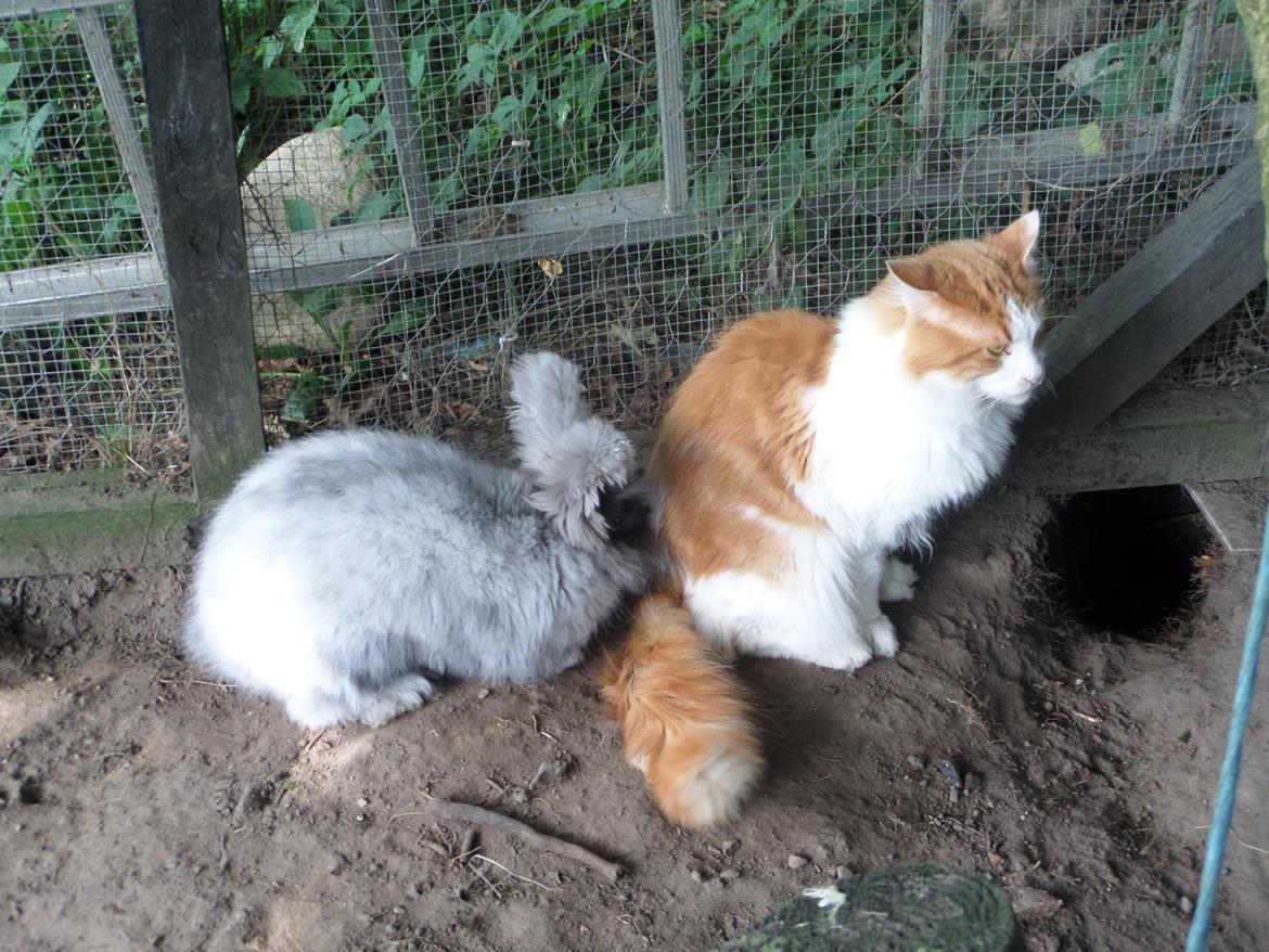 Kanin Naomi <3 (Angora) - Naomi og Cosimo.. 5 sep 2014 billede 18