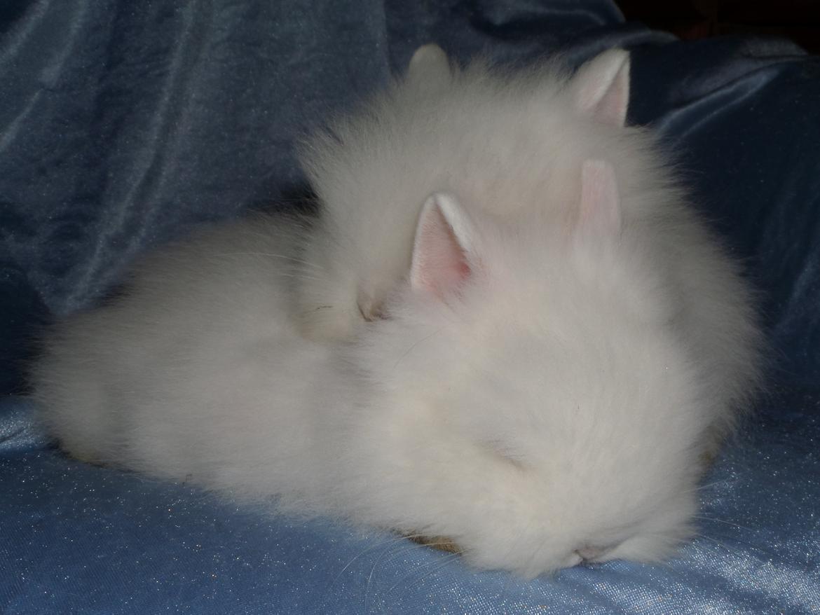 Kanin Bjørnholts Faith <3 29/6 - Putte hygge <3 24 august 2014 billede 4