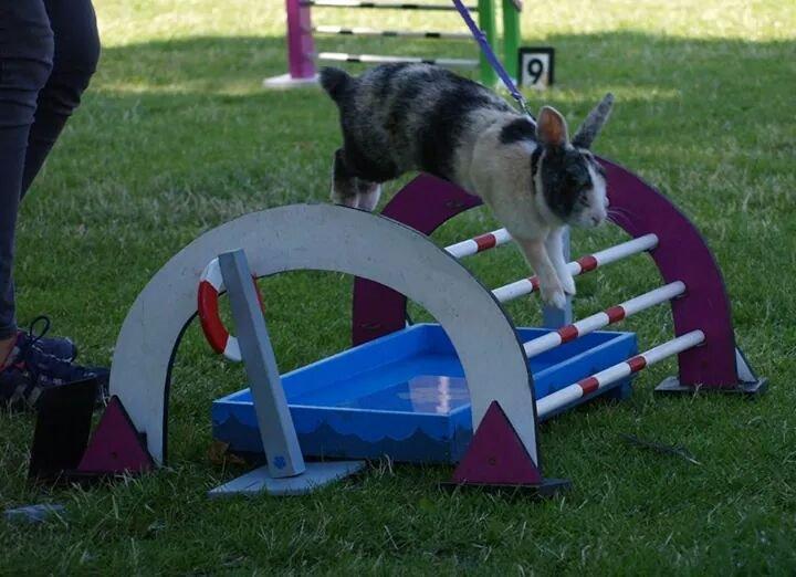 Kanin Nini - Taget af: Line Hauritz billede 17