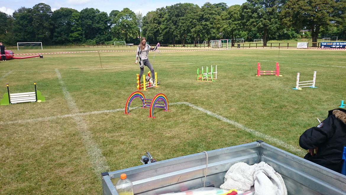 Kanin Nini - Odsherred børnedyrskue, 2014 billede 18