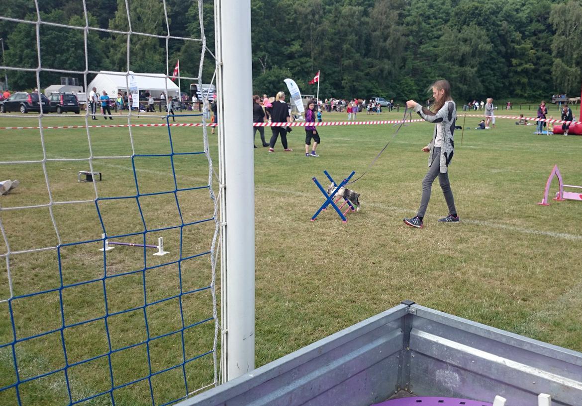 Kanin Nini - Odsherred børnedyrskue, 2014 billede 19