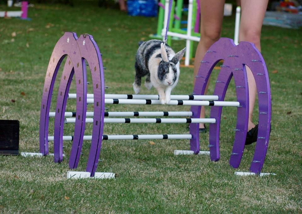 Kanin Nini - Taget af: Line Hauritz billede 1