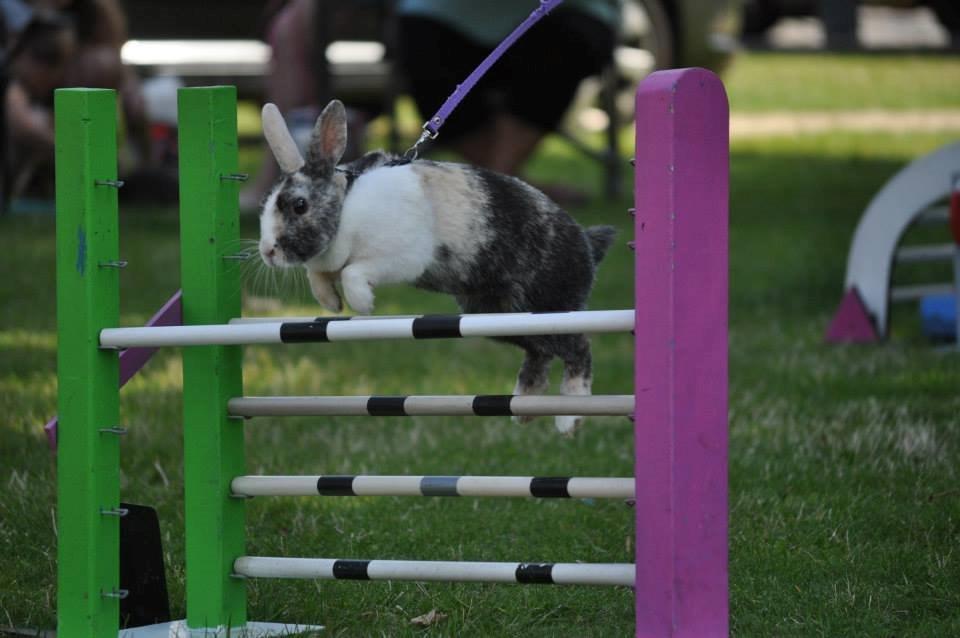 Kanin Nini - Sct. Bendts kirken, 2014 billede 20