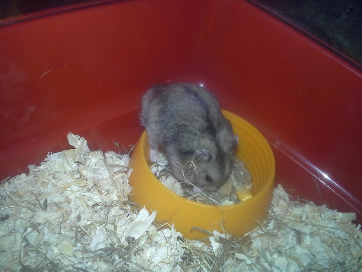 Dværghamster *NATAN* billede 2