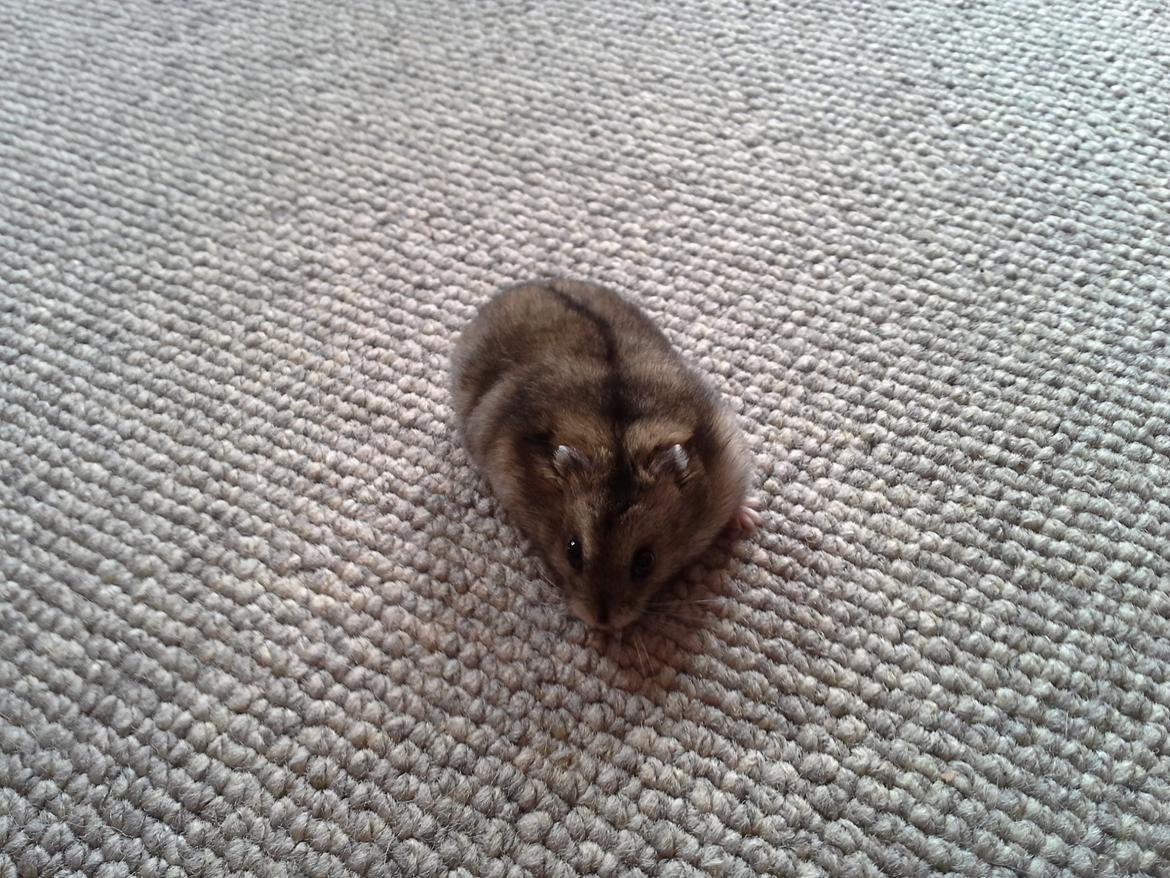 Dværghamster *NATAN* billede 3