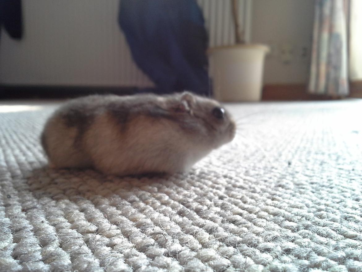 Dværghamster *NATAN* billede 5