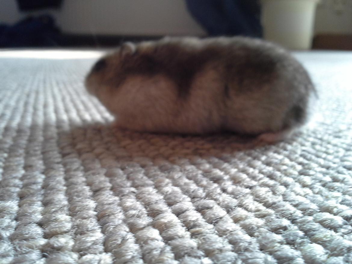 Dværghamster *NATAN* billede 6