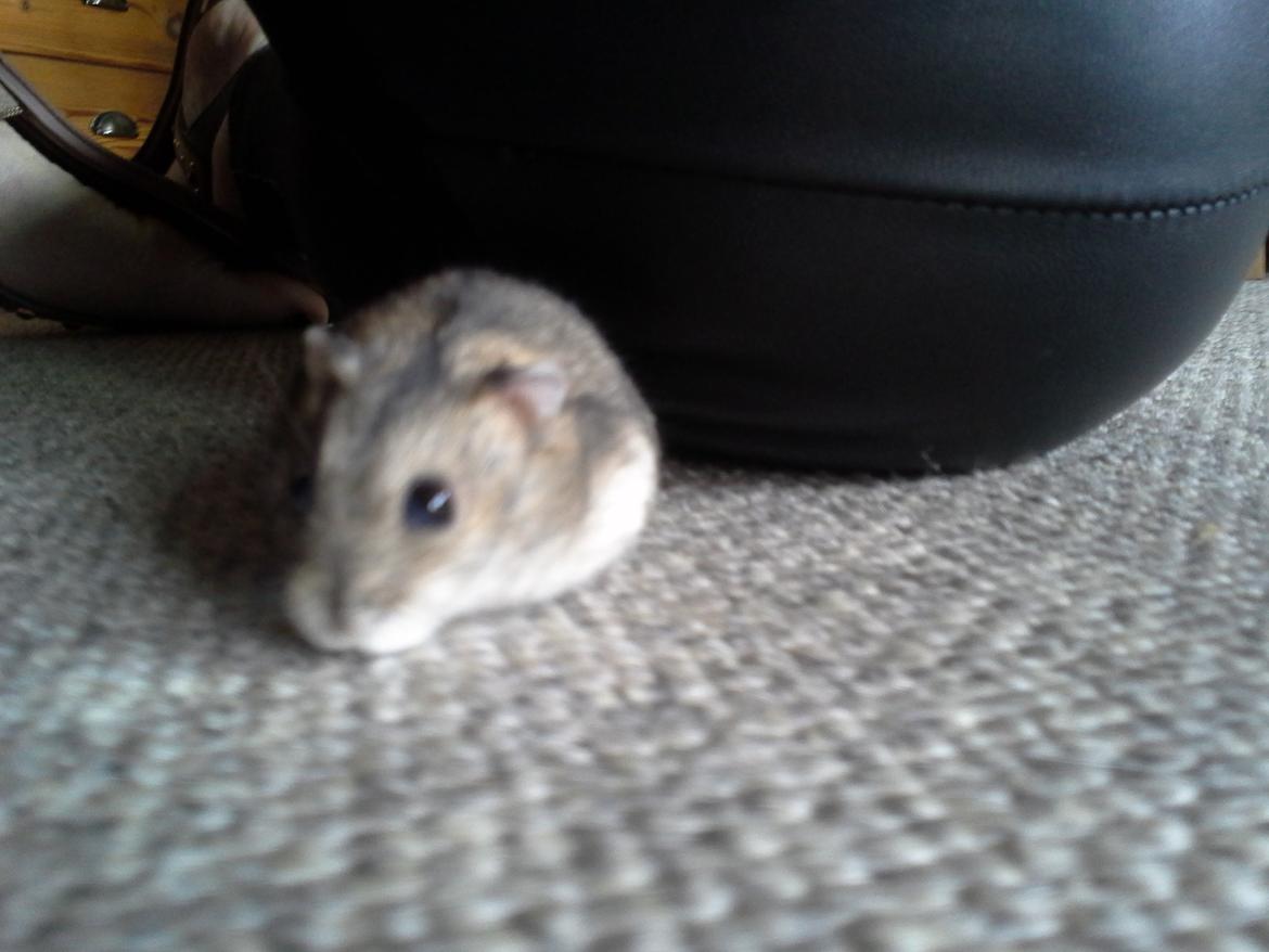 Dværghamster *NATAN* billede 7