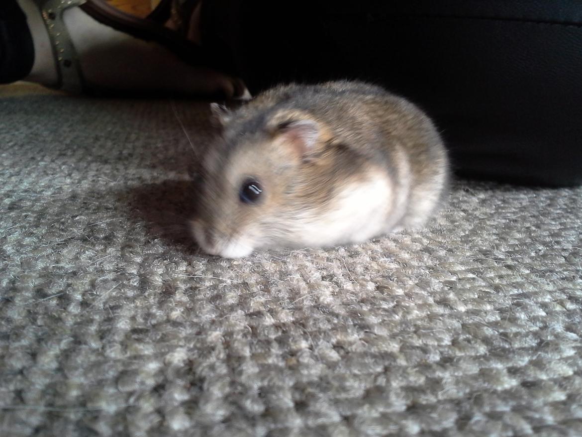 Dværghamster *NATAN* billede 8
