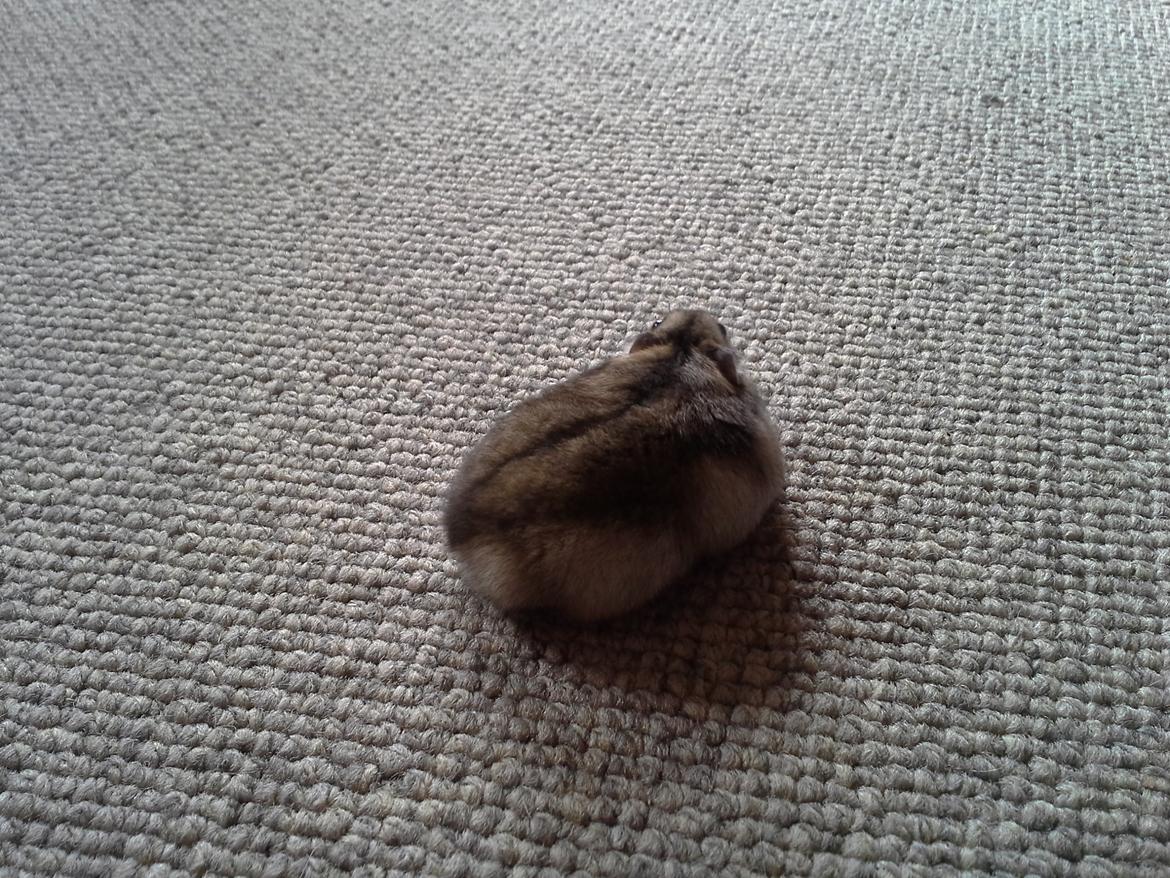 Dværghamster *NATAN* billede 4