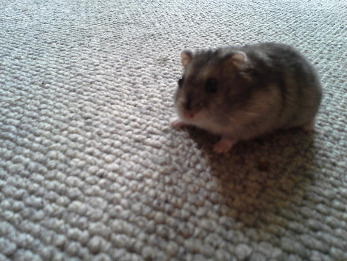 Dværghamster *NATAN* billede 9