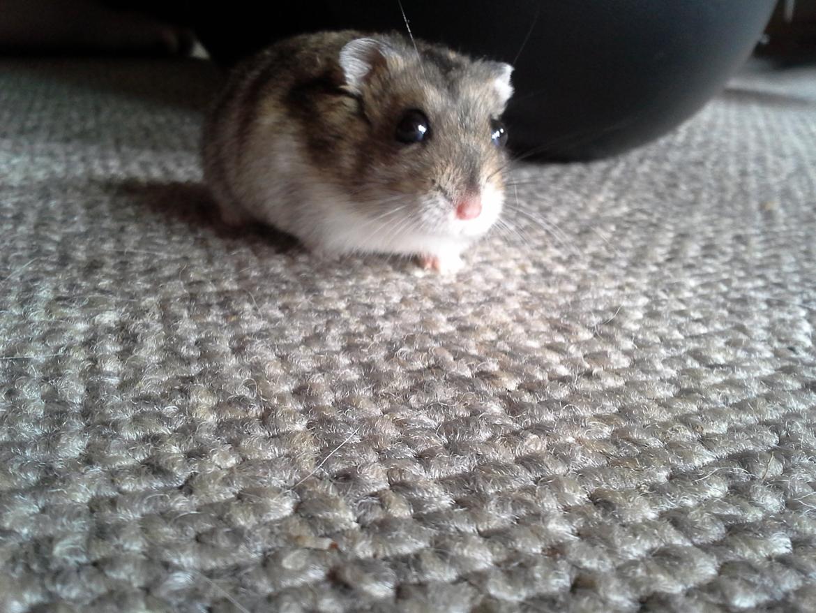 Dværghamster *NATAN* billede 1