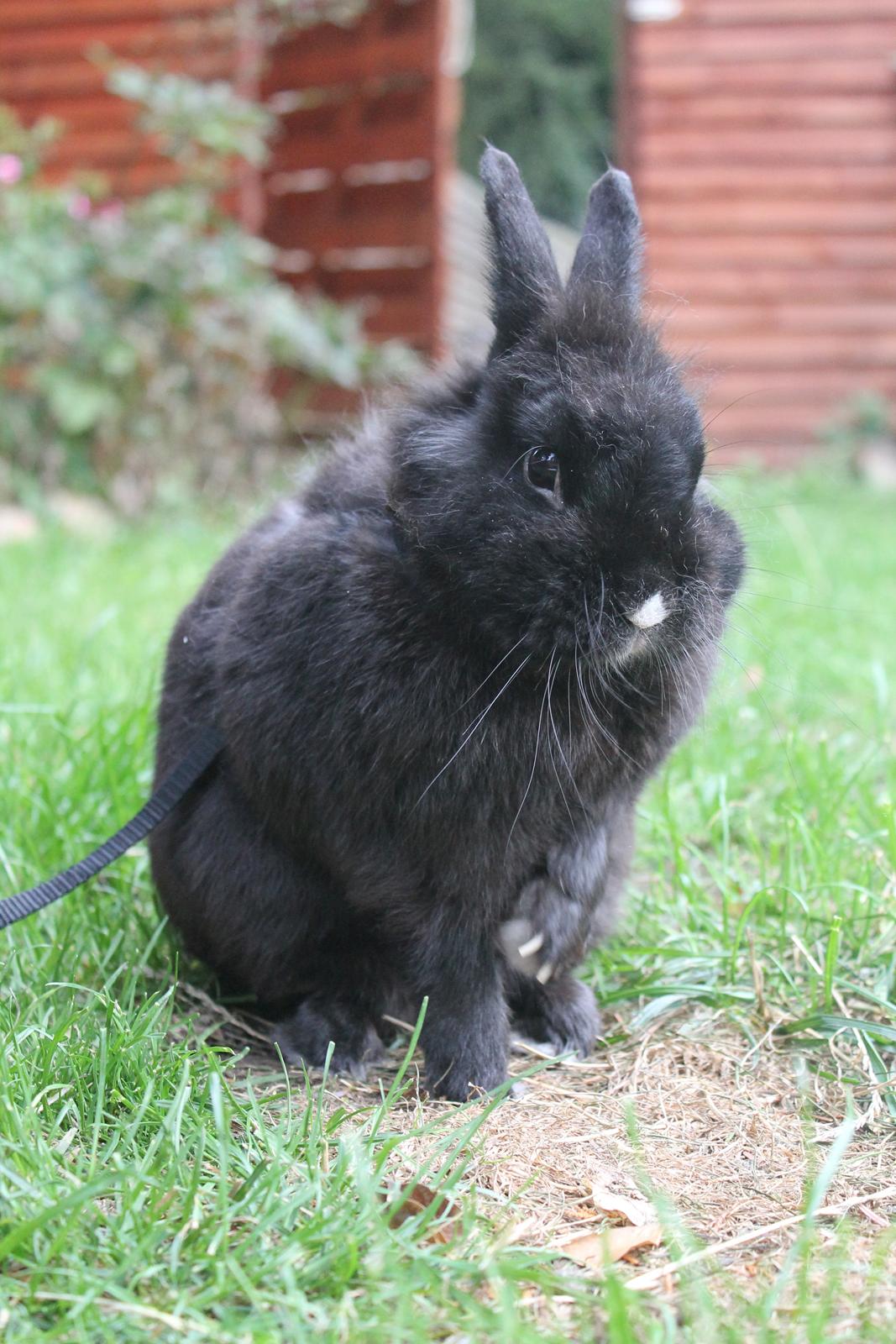 Kanin | Blacky  billede 7