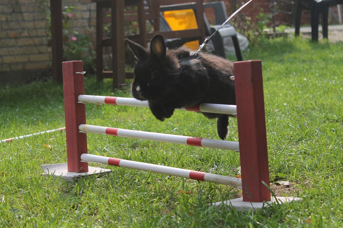 Kanin | Blacky  billede 42