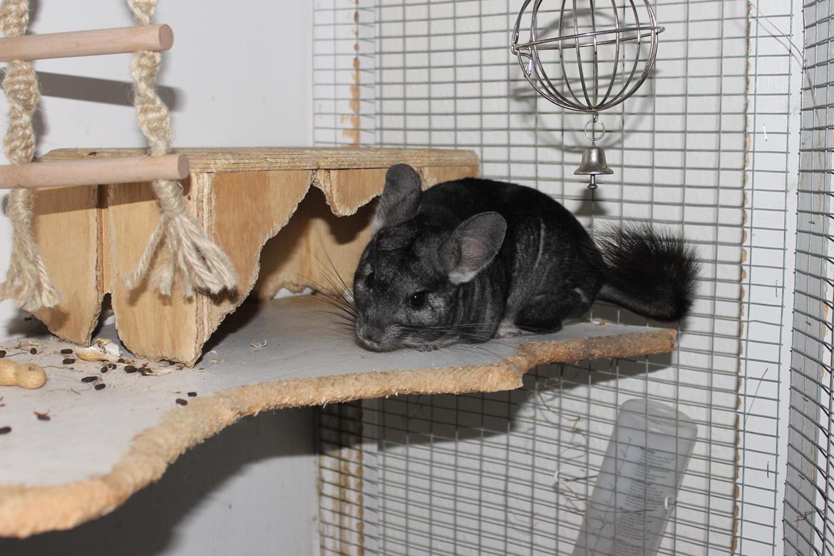 Chinchilla Hugo billede 2