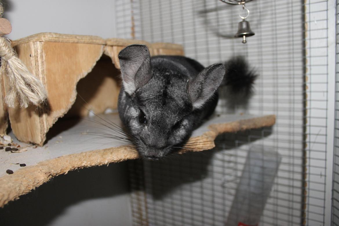 Chinchilla Hugo billede 4