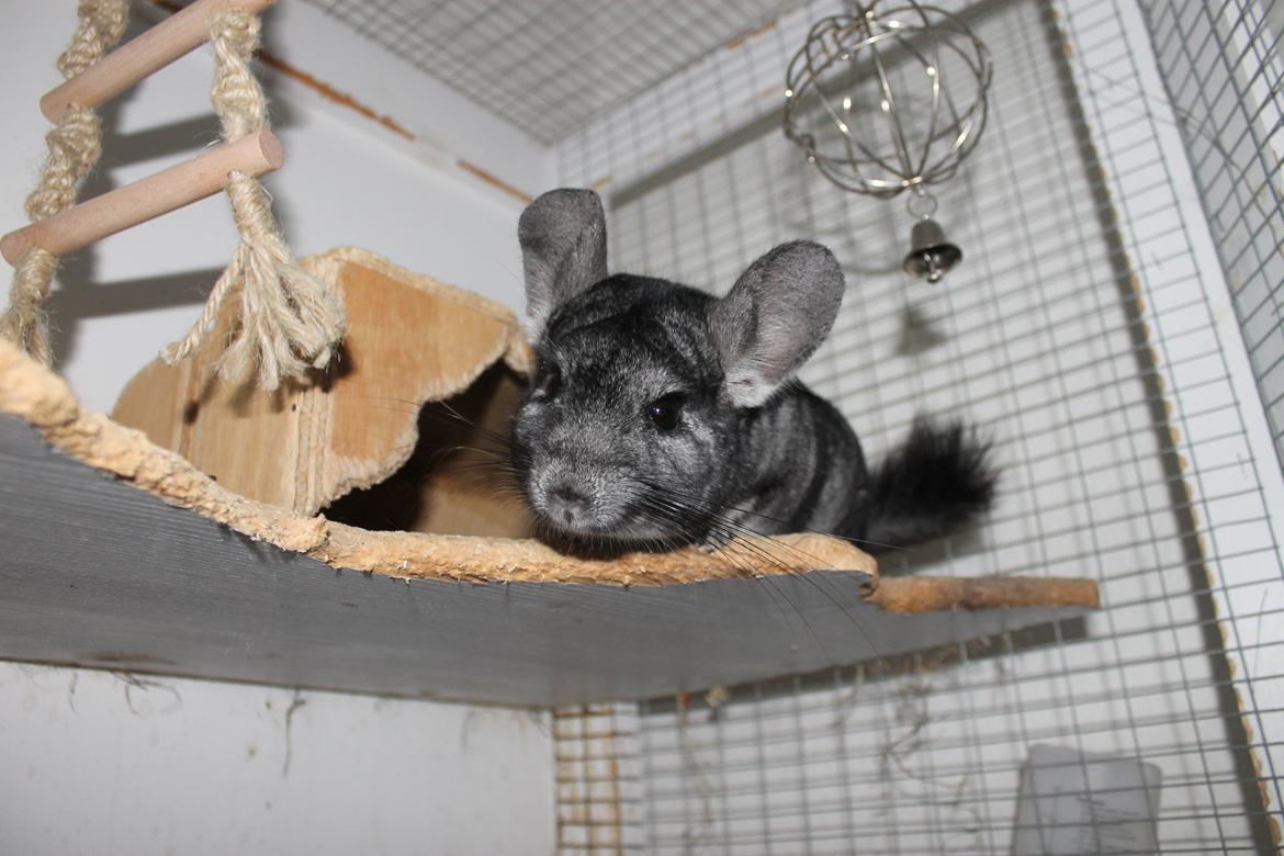Chinchilla Hugo billede 1