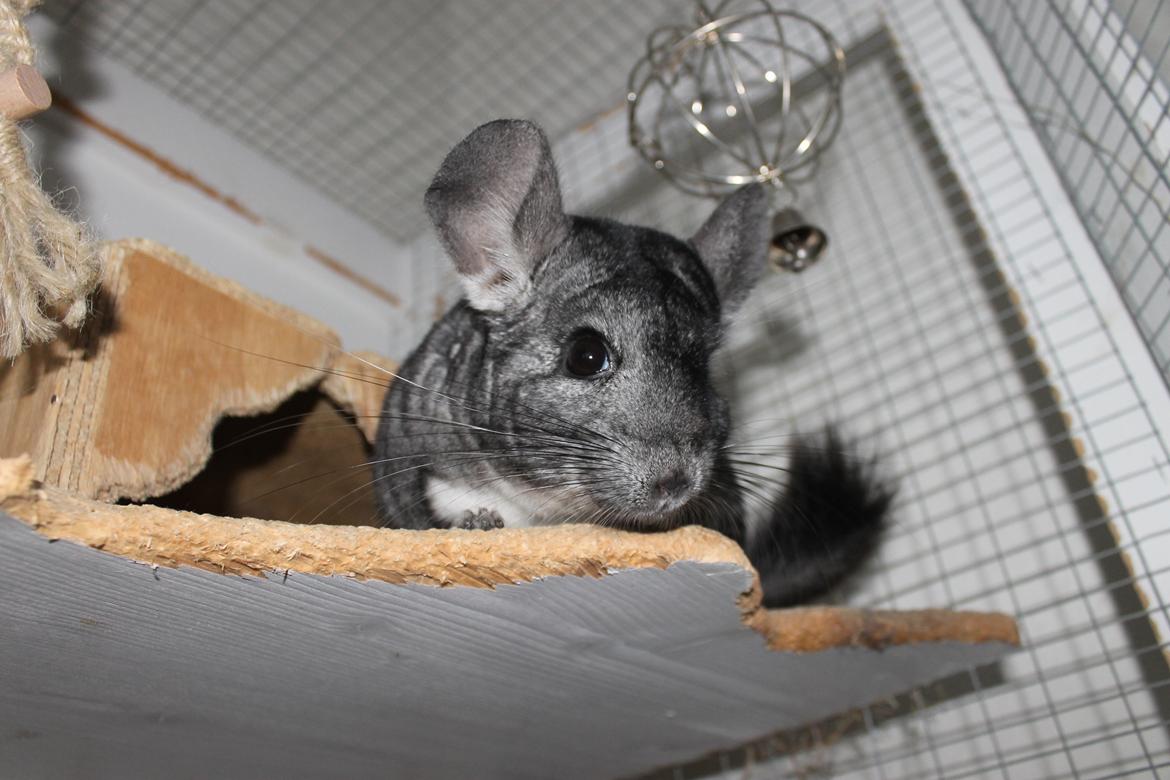 Chinchilla Hugo billede 5