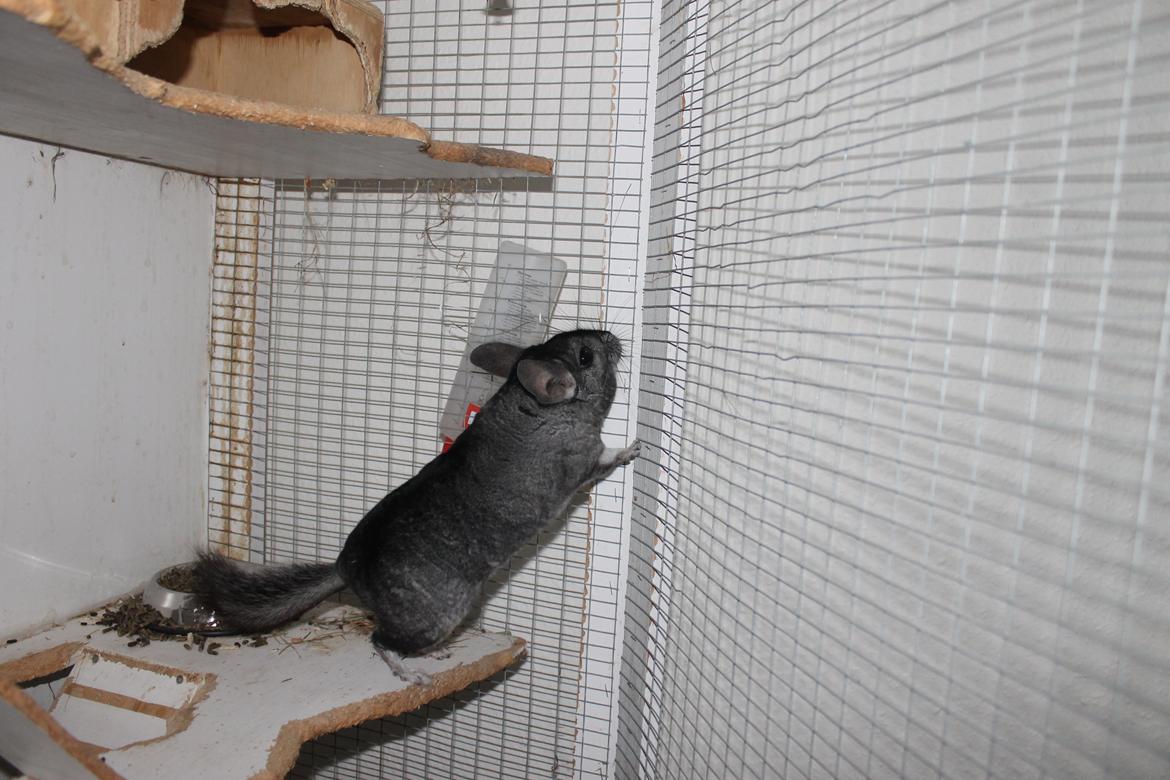 Chinchilla Hugo billede 6