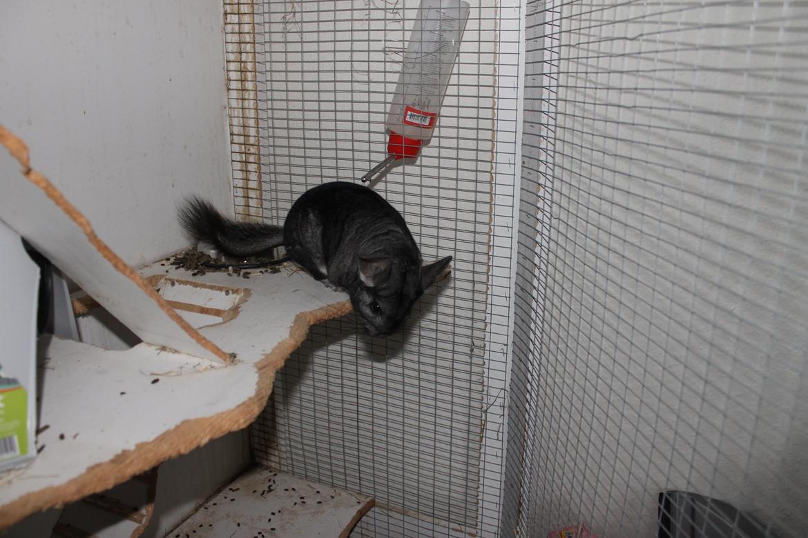 Chinchilla Hugo billede 7