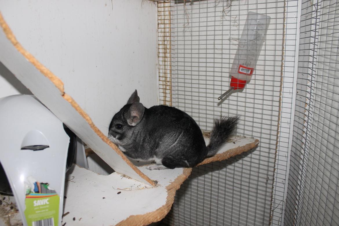 Chinchilla Hugo billede 8