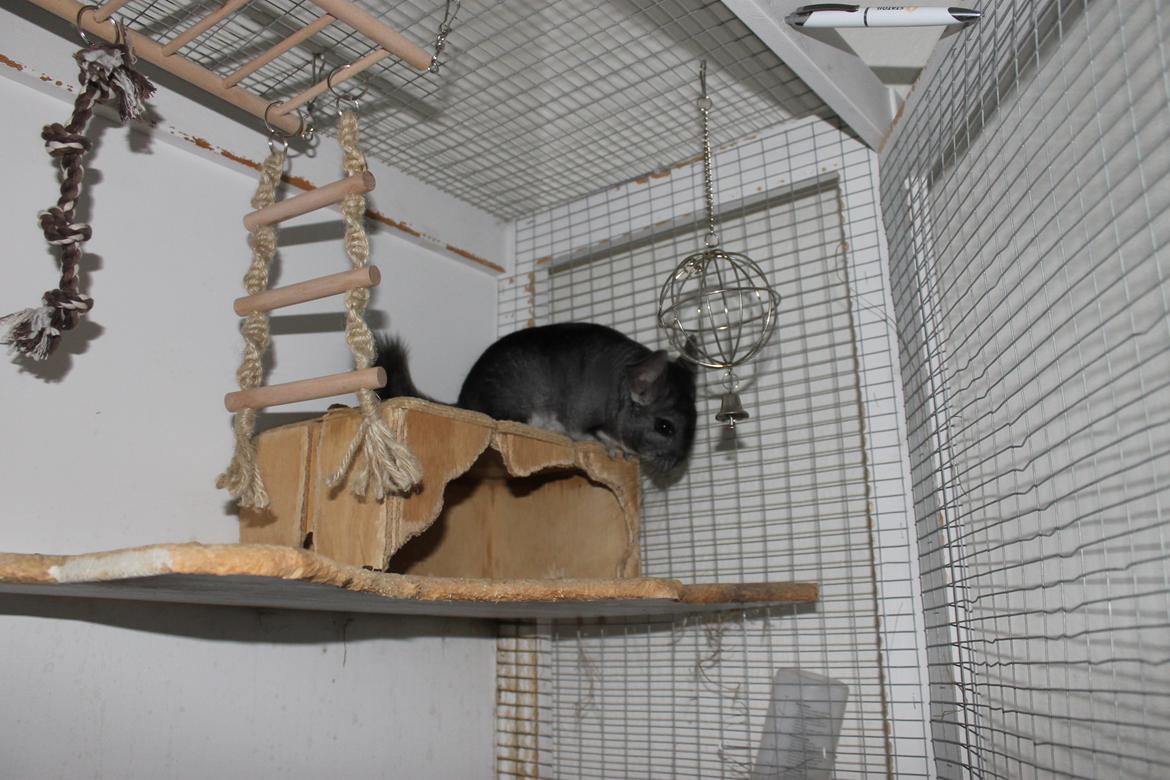 Chinchilla Hugo billede 9