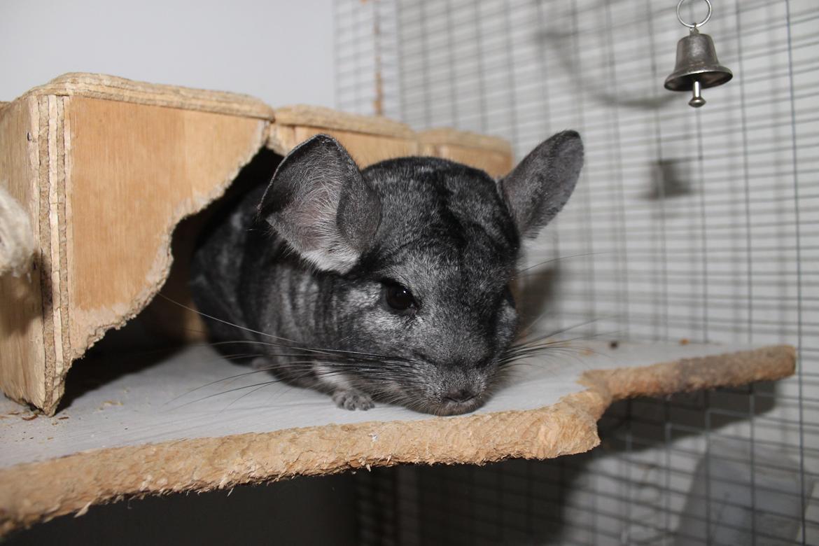 Chinchilla Hugo billede 10