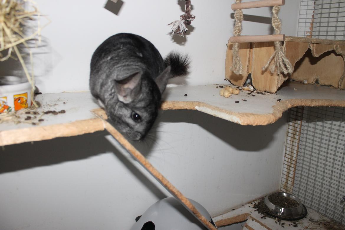 Chinchilla Hugo billede 11