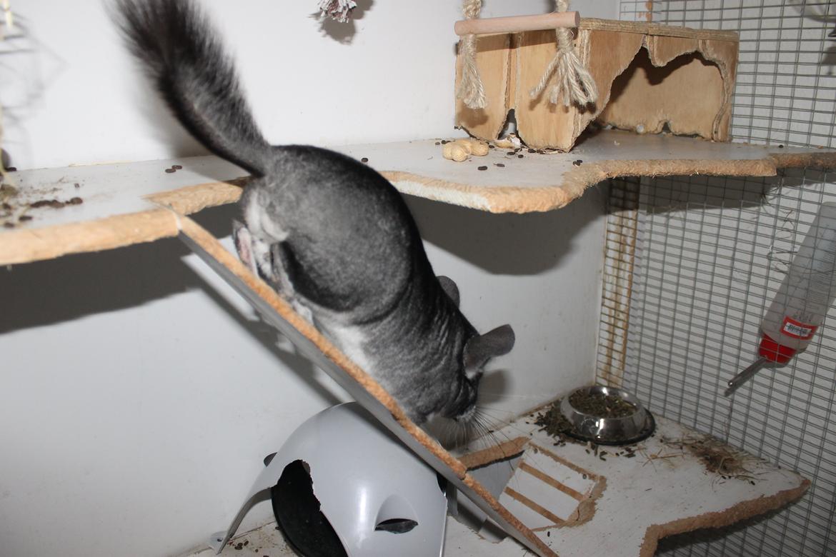Chinchilla Hugo billede 12