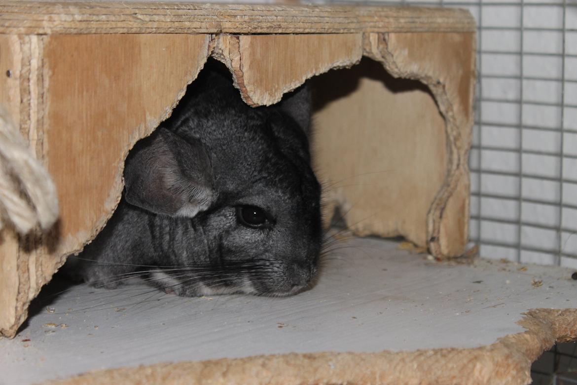 Chinchilla Hugo billede 13
