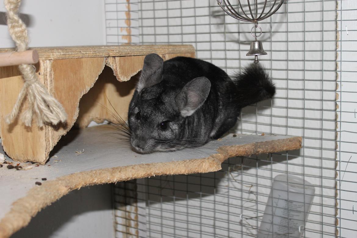 Chinchilla Hugo billede 3