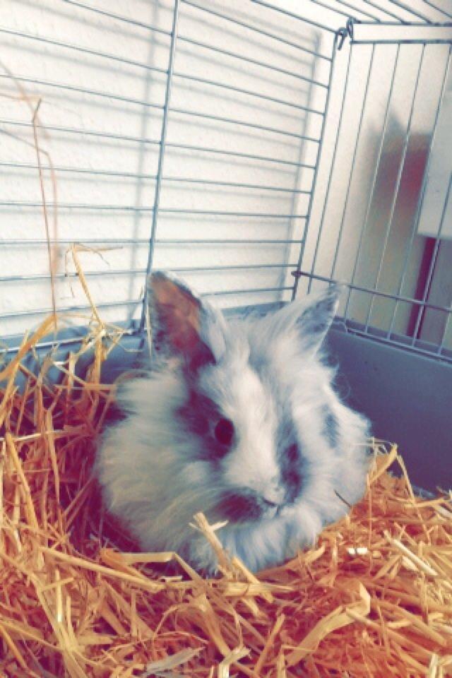 Kanin Chowder billede 1