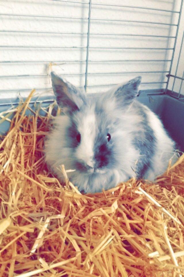 Kanin Chowder billede 2