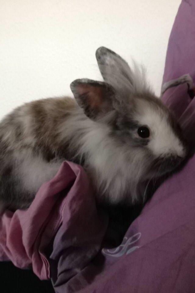 Kanin Chowder billede 3