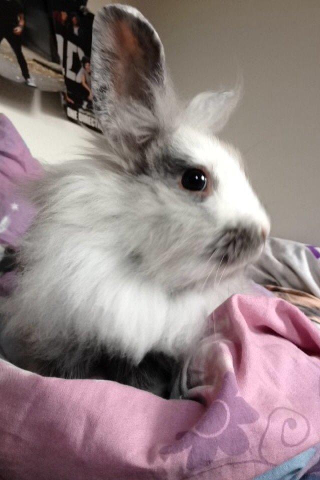 Kanin Chowder billede 4