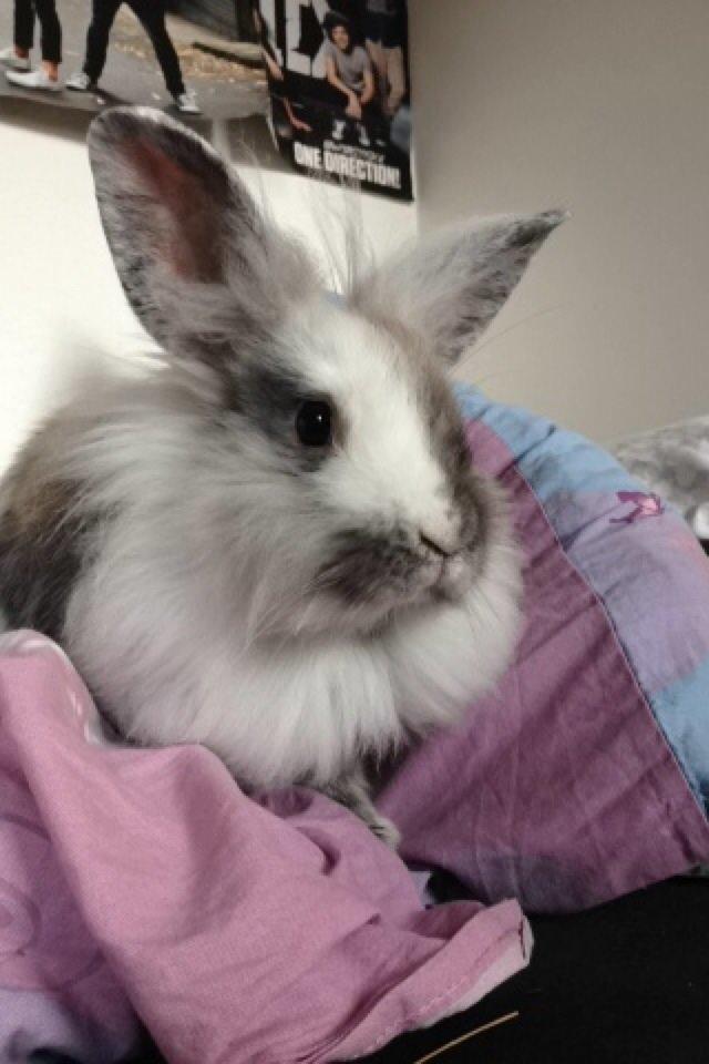 Kanin Chowder billede 5