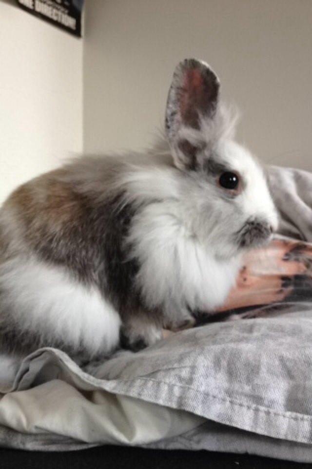 Kanin Chowder billede 6