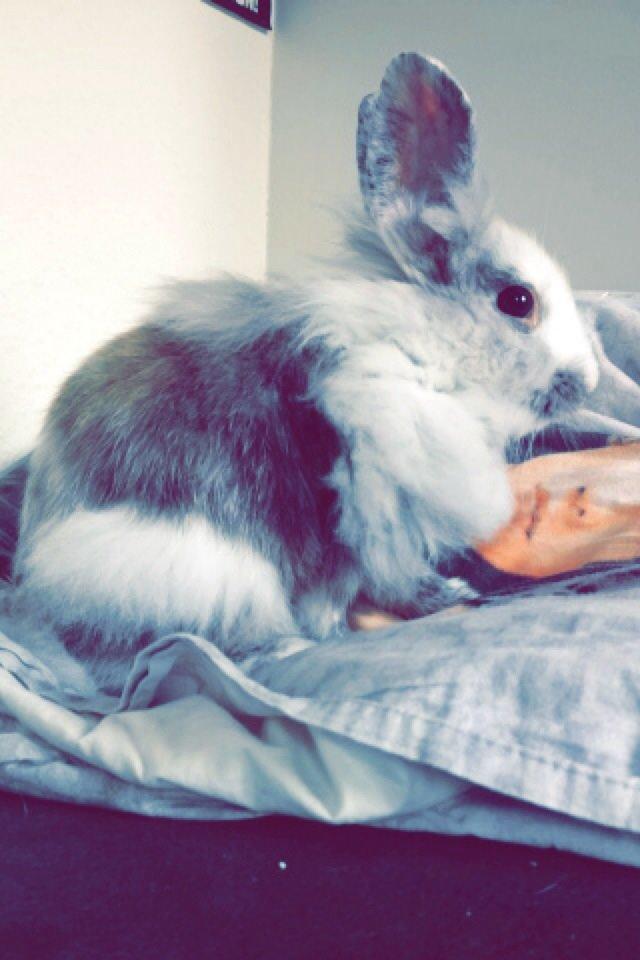 Kanin Chowder billede 7