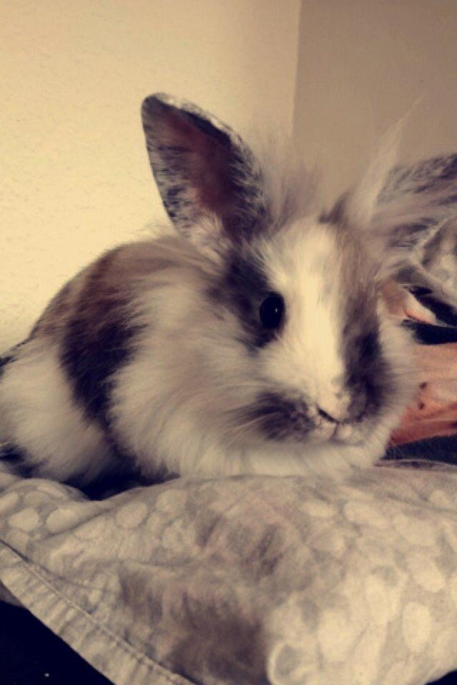 Kanin Chowder billede 8