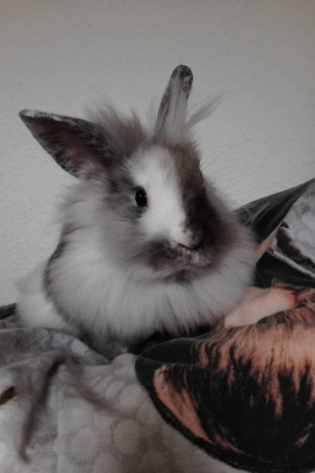 Kanin Chowder billede 10