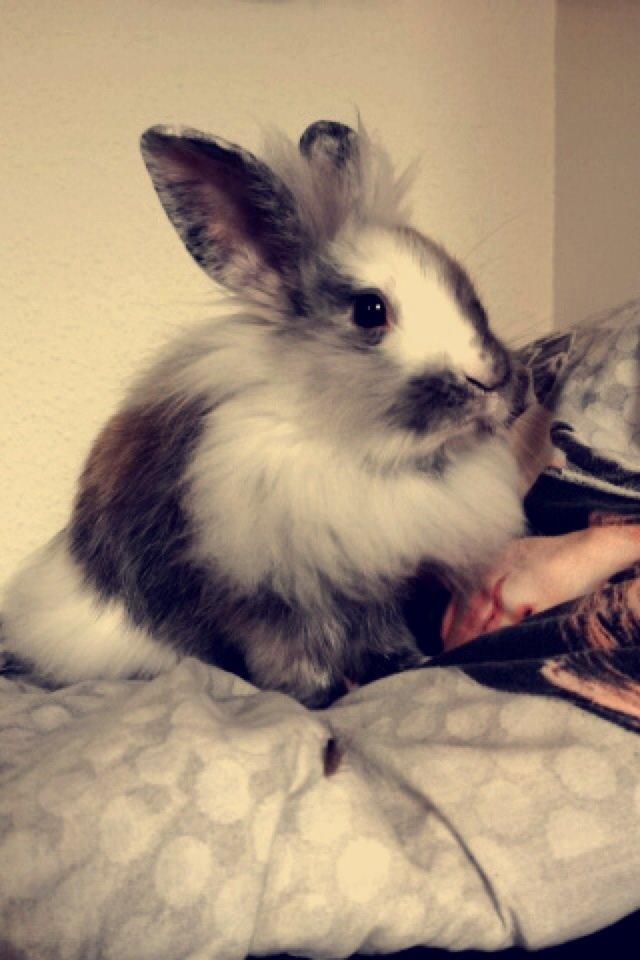 Kanin Chowder billede 9