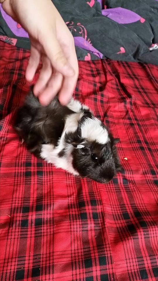 Marsvin Yin R.I.P billede 1