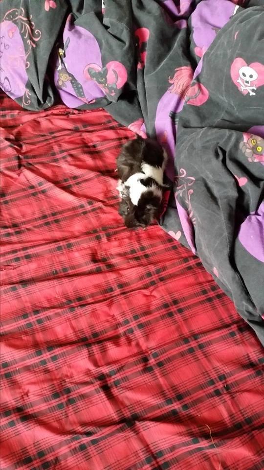 Marsvin Yin R.I.P billede 3