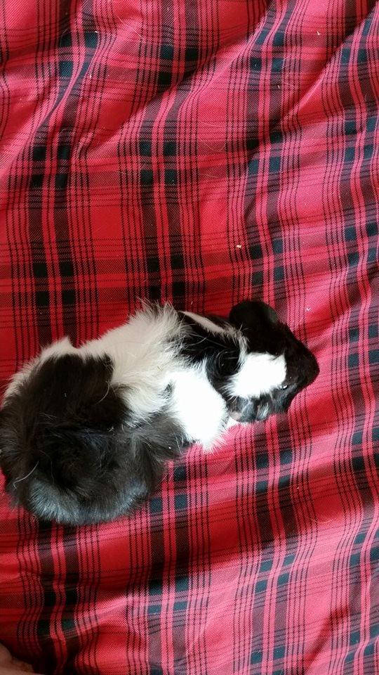 Marsvin Yin R.I.P billede 4