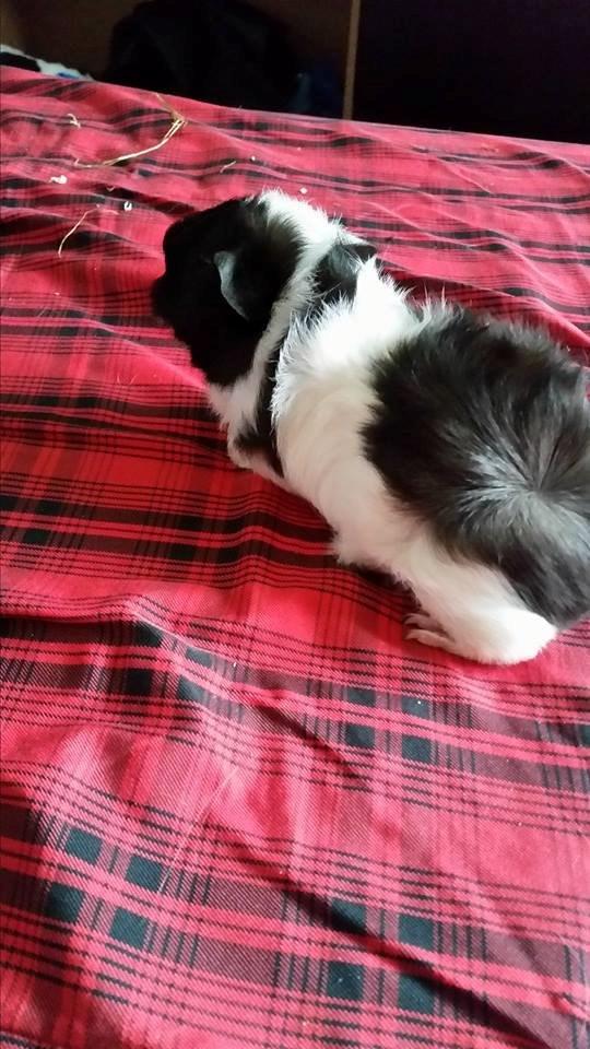 Marsvin Yin R.I.P billede 5