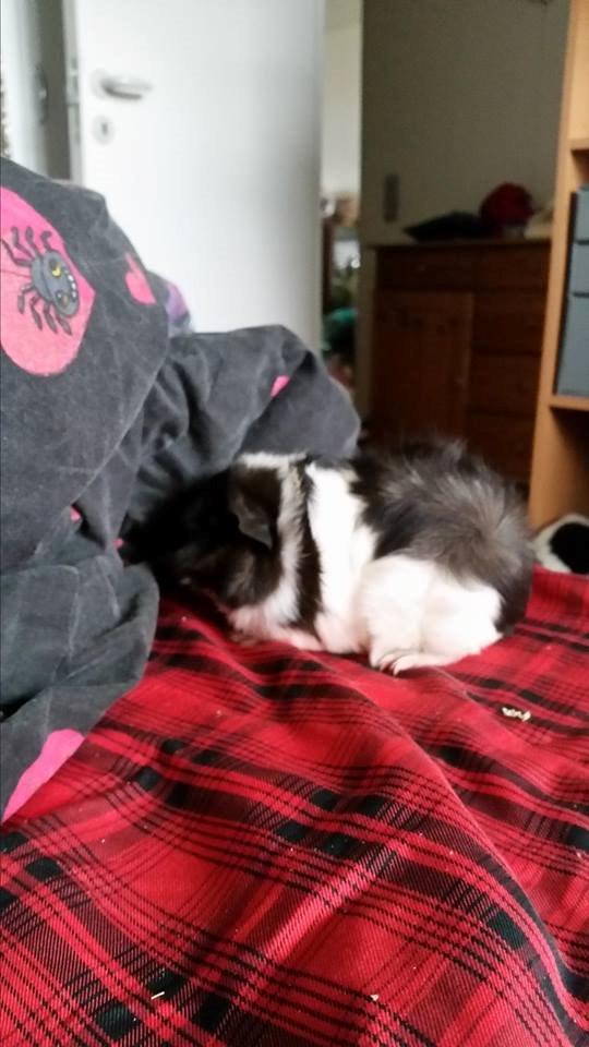 Marsvin Yin R.I.P billede 6