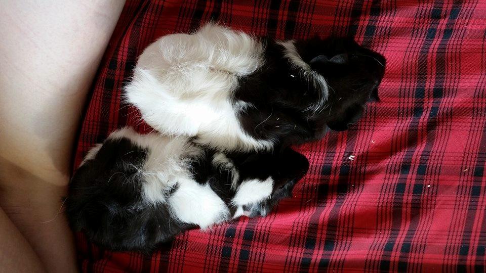 Marsvin Yin R.I.P - Yin & Yang:D billede 9