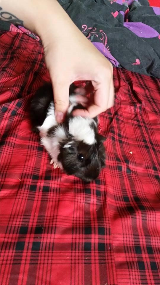 Marsvin Yin R.I.P billede 7